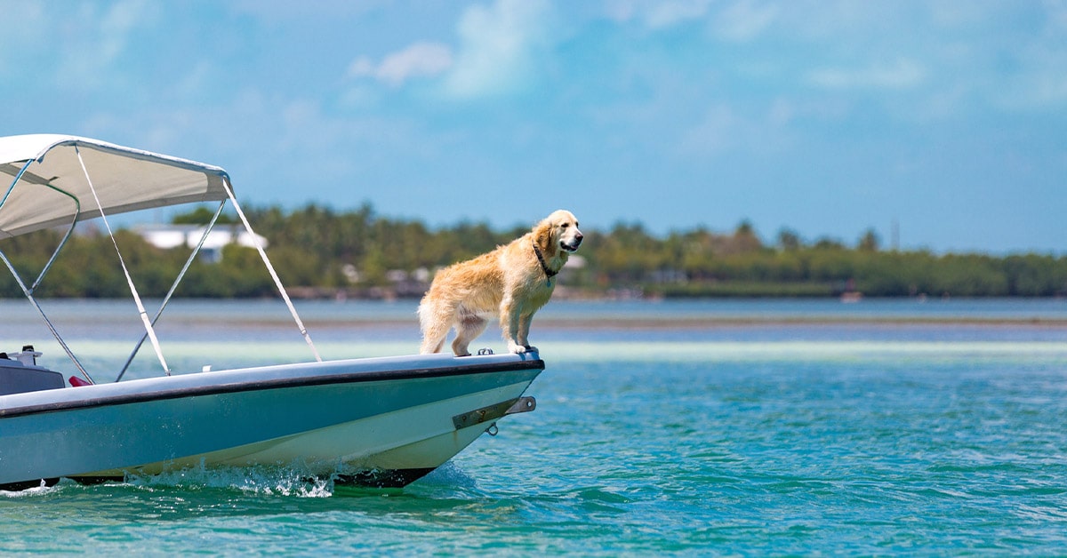 dog on bow of boat